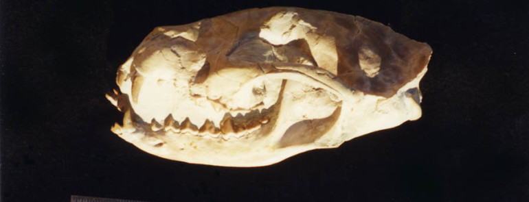 Daphoenus vetus
