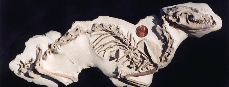 Hesperocyon gregarius