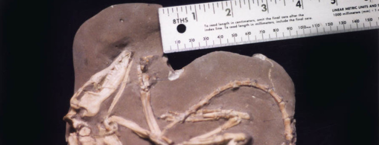 Leptictis dakotensis