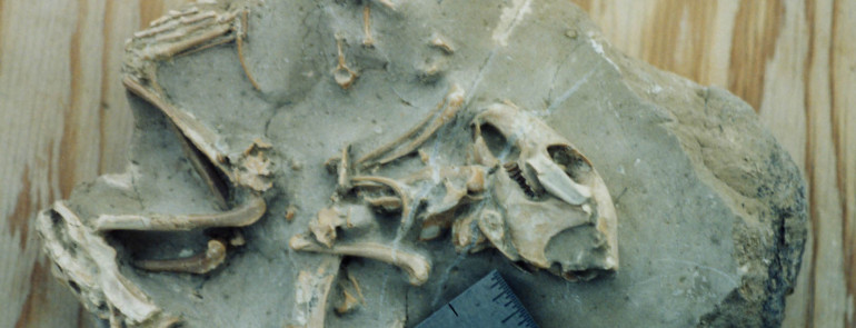 Palaeolagus (rabbit)