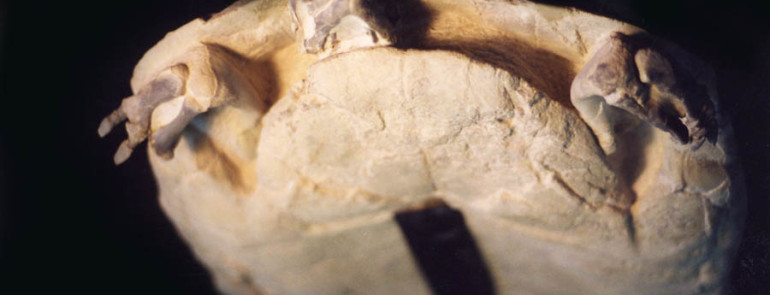 Stylemys nebrascensis