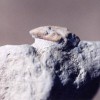 Reptiles – Lizards Amphisbaenid