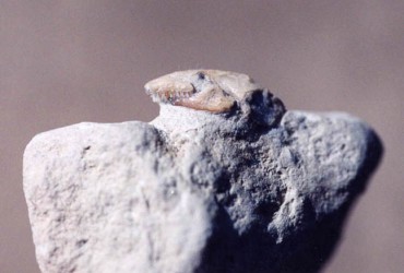 Reptiles – Lizards Amphisbaenid