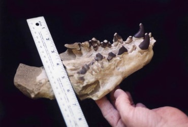 Creodont – Hyaenodon