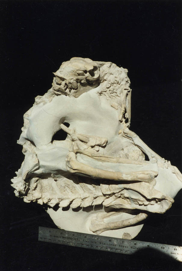 Poebrotherium (camel) Mother with baby