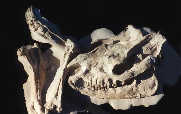 Subhyracodon (big rhino) Skull and legs