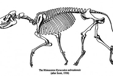 Rhino – Hyracodon
