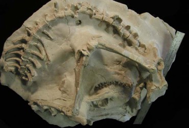 Oreodont – Merycoidodon or Miniochoerus