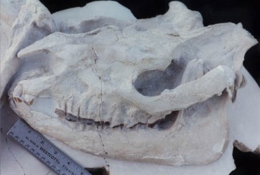 Big Rhino – Subhyracodon